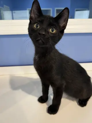 C265 litter Viper (BONDED WITH C265 SPIDER)