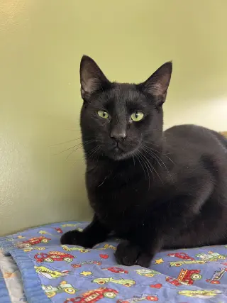 C265 litter Spider (BONDED WITH C265 VIPER)