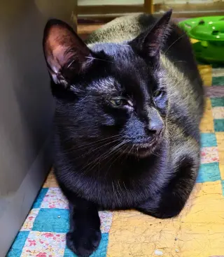 C265 litter Spider (BONDED WITH C265 VIPER)