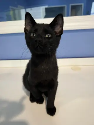 C265 litter Spider (BONDED WITH C265 VIPER)