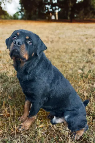 Axel