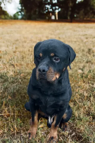 Axel