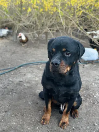 Axel