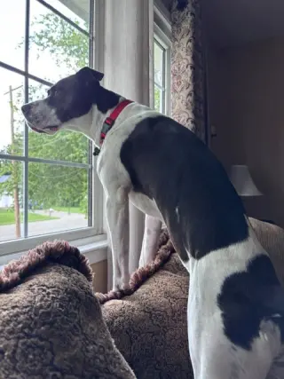 Cooper Lizman