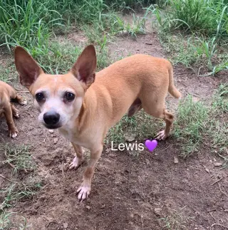 Lewis [bonded to Steve]