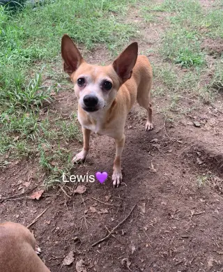 Lewis [bonded to Steve]