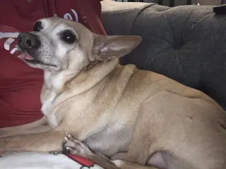 Lewis [bonded to Steve]