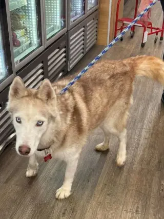 Roscoe