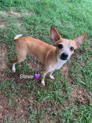 Steve [bonded to Lewis]
