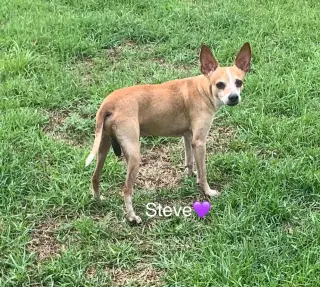 Steve [bonded to Lewis]
