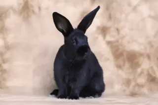 Stella