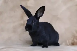 Stella