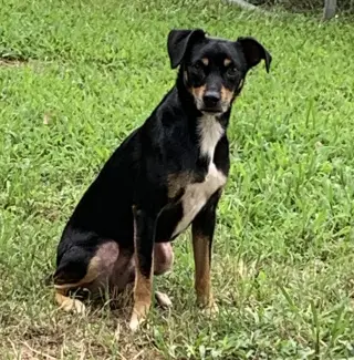 Maddox