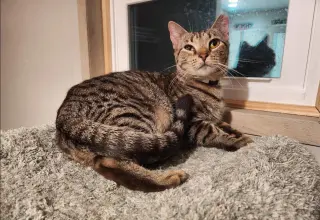 Yardley(female tabby) Scrappy(adopted male black)