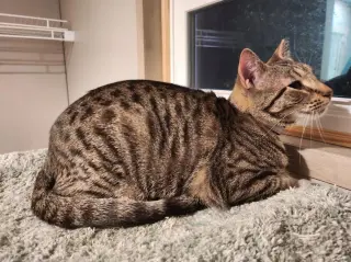 Yardley(female tabby) Scrappy(adopted male black)