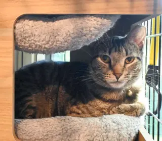 Yardley(female tabby) Scrappy(adopted male black)