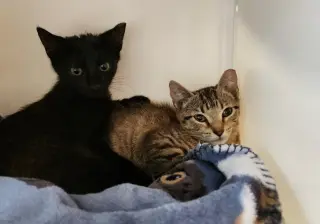 Yardley(female tabby) Scrappy(adopted male black)
