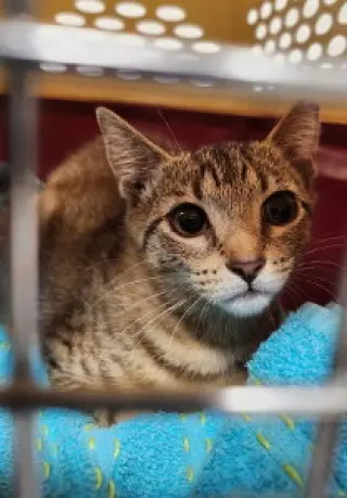 Yardley(female tabby) Scrappy(adopted male black)
