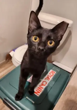 Yardley(female tabby) Scrappy(adopted male black)