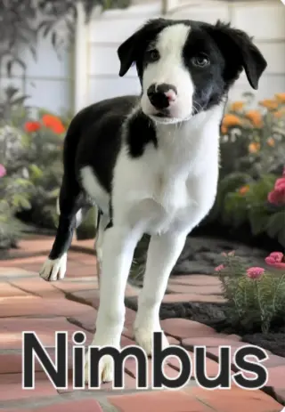 Nimbus