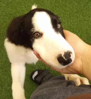 Nimbus