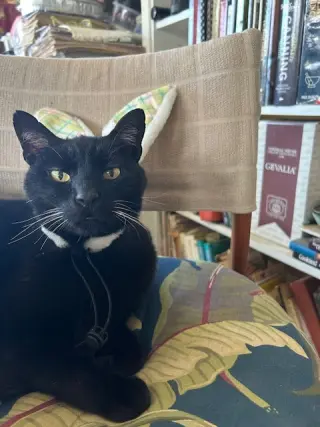 PANTHER (COURTESY POST)