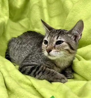 Axel