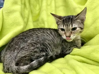 Axel