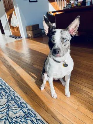 TRIXIE (COURTESY POST)