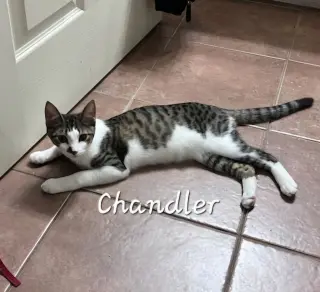 Chandler #mr-bright-eyes