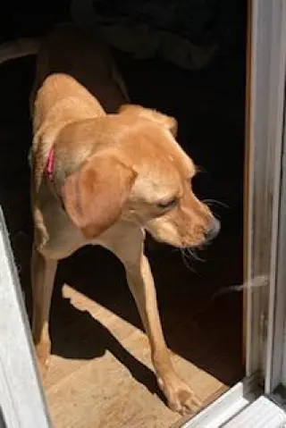 Hal, a loving shadow