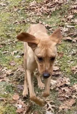 Hal, a loving shadow