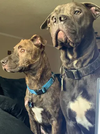 TUCKER (BONDED W/LINCOLN)(BONDED PAIR)