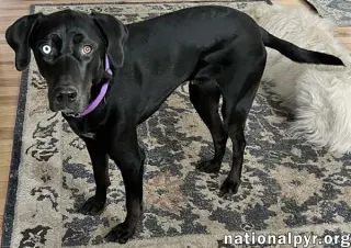 McGraw in OH - Sweet & Loves Attention!