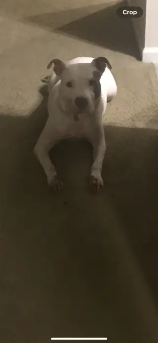 BLANCA (COURTESY POST)