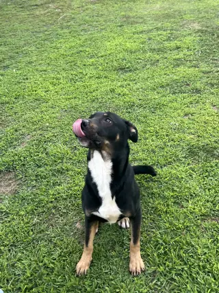 DIESEL (COURTESY POST)