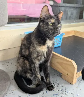 Nan