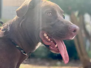 Kona (GA)
