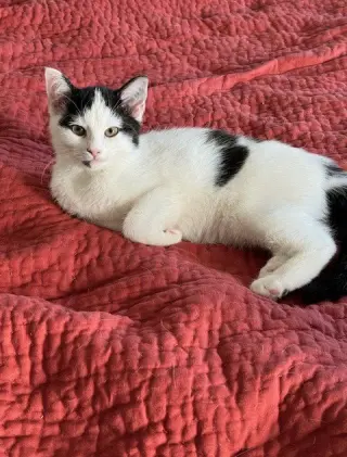 Blanca