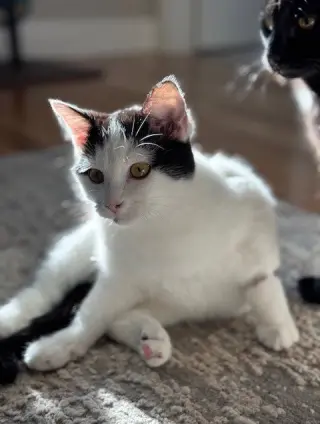 Blanca