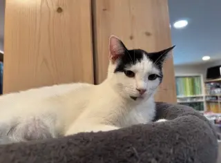Blanca