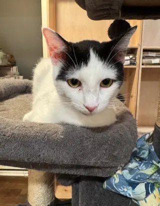 Blanca