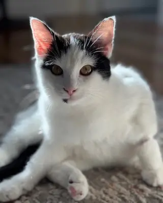 Blanca
