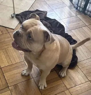 SIMBA