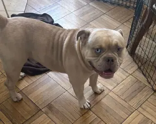 SIMBA