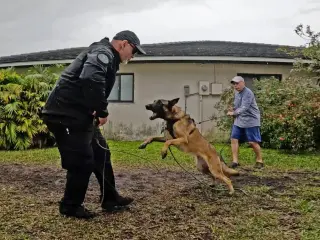 Cody - FL