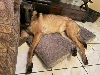 Cody - FL