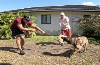 Cody - FL