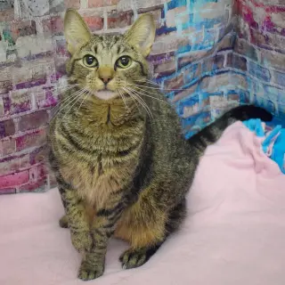 Willow
