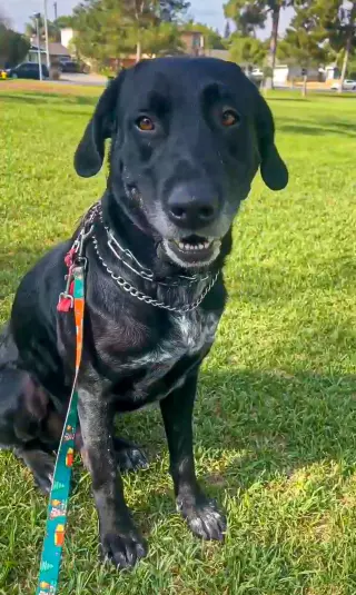 Huckleberry